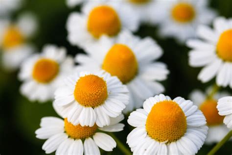 Daisy Flower Meaning - Flower Meaning