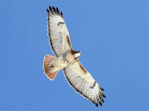 Red-tailed Hawk Overview, All About Birds, Cornell Lab of Ornithology