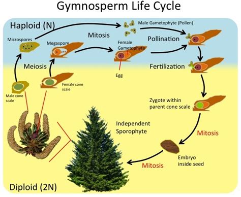 Pinophyta Life Cycle