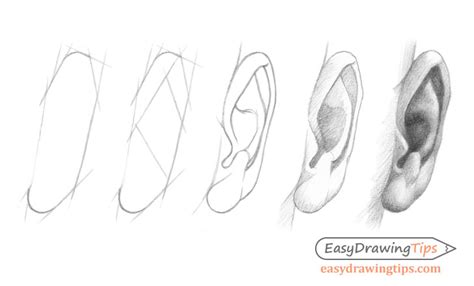 How To Draw Realistic Ears - Considerationhire Doralutz