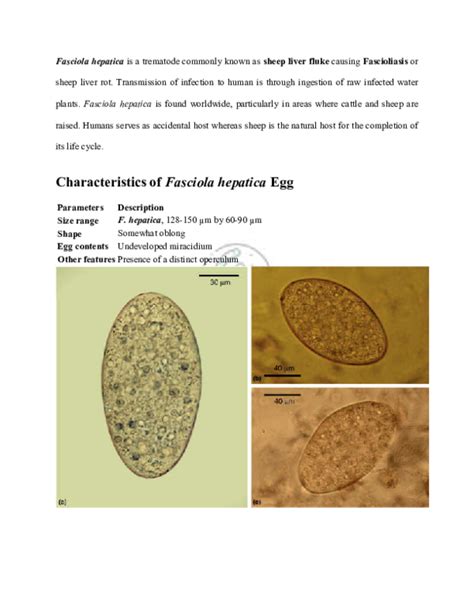 (PDF) Fasciola hepatica : Morphology , Life cycle and Treatment ...