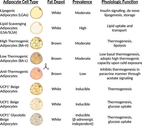 Adipocyte Cell