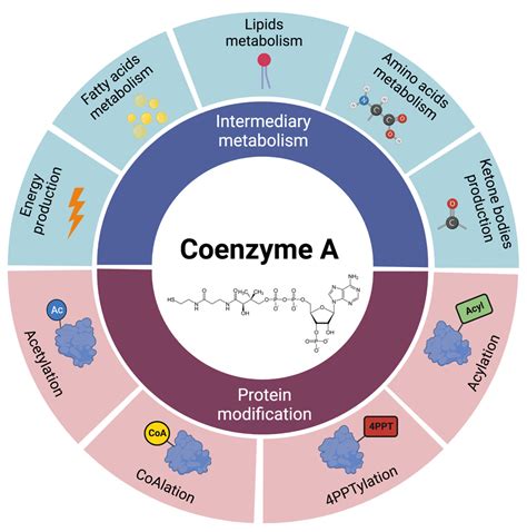 Coenzyme A