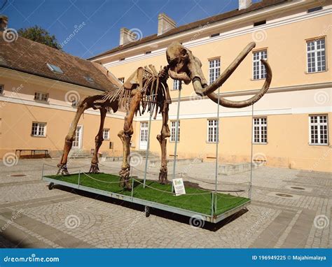 Kikinda, Serbia - September 19, 2020: Mammoth Skeleton in Kikinda ...