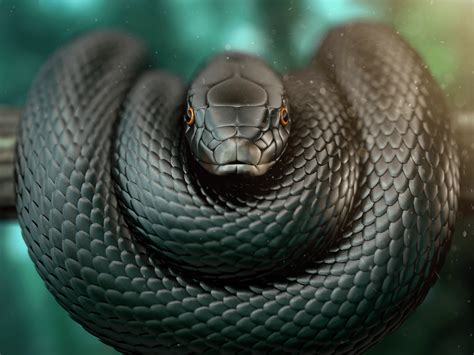 Black Mamba Snake Wallpapers - Top Free Black Mamba Snake Backgrounds ...