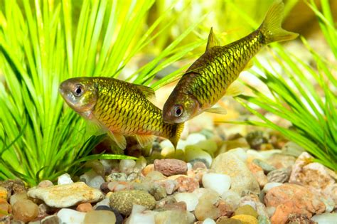 The Golden Dwarf Barb: A Care Guide for Diet, Tank Mates, and Breeding