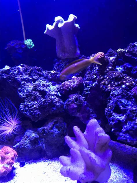 What’s wrong with my Blenny? | REEF2REEF Saltwater and Reef Aquarium Forum