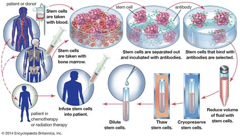 Stem cell - Regeneration, Differentiation, Tissue Repair | Britannica