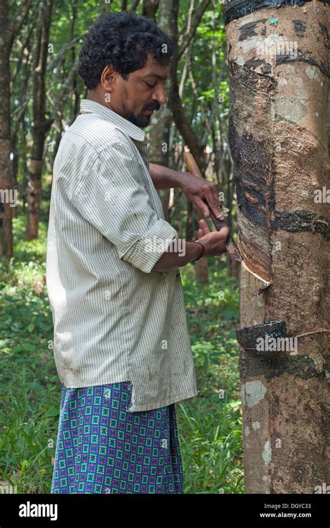 Workers rubber plantation hi-res stock photography and images - Alamy