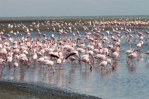 Flamingos on Walvis Bay (With images) | Places to travel, Namibia, Wild ...