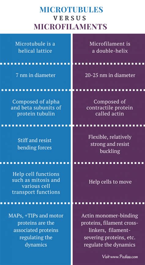 Difference Between Microtubules and Microfilaments | Structure ...