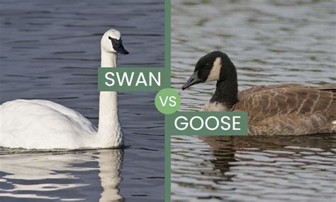 Swan vs Goose – Two Mighty Waterfowl Species Compared