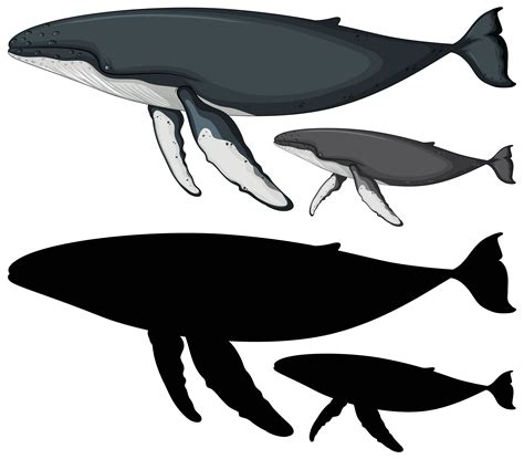 Whale Silhouette Vector Art, Icons, and Graphics for Free Download