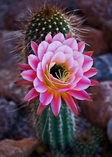 Pin de Barbara rathmanner em blühende Kakteen | Suculentas, Flores ...