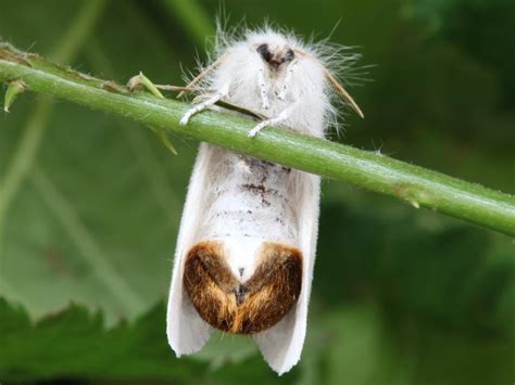 Brown-tail | Butterfly Conservation