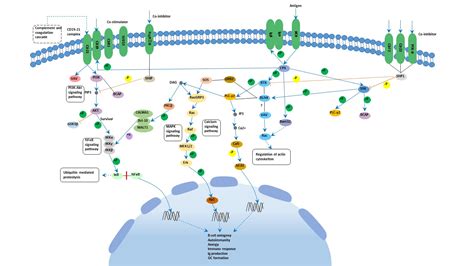 B cell receptor signaling pathway - Cusabio