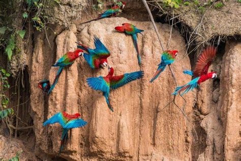 Macaws Of The Amazon Rainforest | SA Vacations