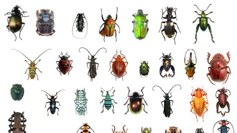 A Quarter Of All Known Animals Are Beetles : Short Wave : NPR