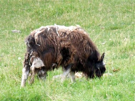 Molting Musk Ox | The musk ox's wool is a useful item. Howev… | Flickr