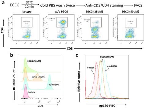 Effect of EGCG on binding of anti-CD4 antibody and gp120 to CD4 T ...