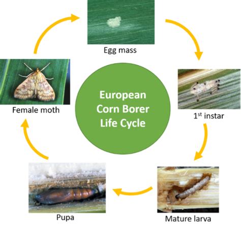 Corn Borer Natural Enemy at Jason Sanderson blog