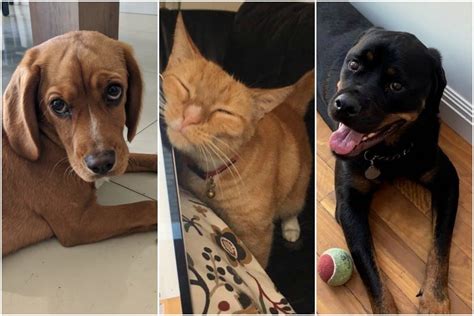 Working from home with pets: 20 photos of happy cats and dogs right now.