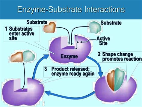 PPT - Protein Structure and Enzyme Function PowerPoint Presentation ...