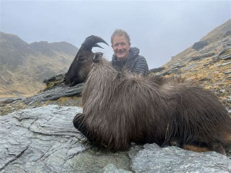 New Zealand Himalayan Thar hunts on foot