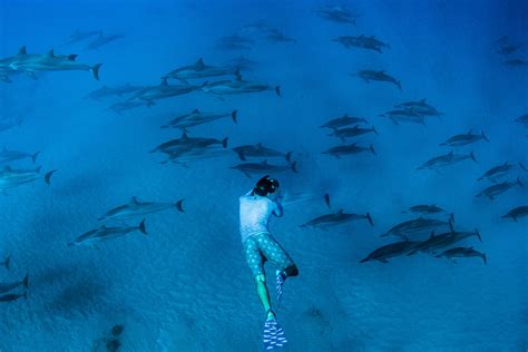 Swimming with Wild Dolphins On Oahu, Hawaii - Dolphin Experience