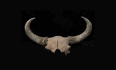 Ice age bison fossils shed light on early human migrations in North ...