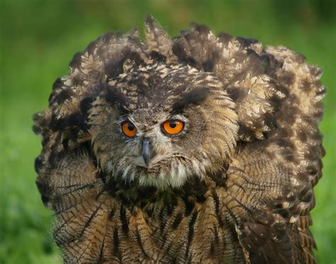 Birds of Prey: The Eurasian Eagle Owl | HubPages