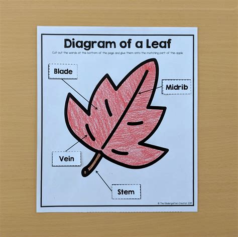 Parts Of Leaf Worksheet