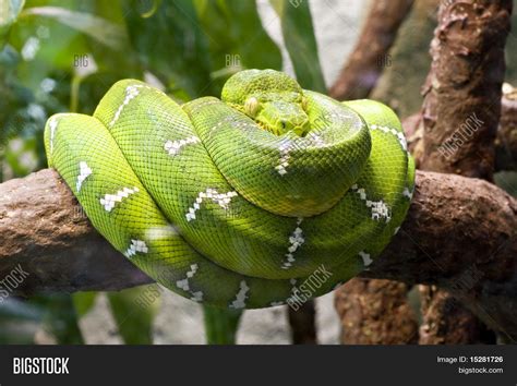 Emerald Boa Constrictor Known Green Image & Photo | Bigstock