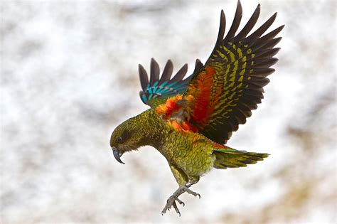 Kea Parrot in the Mountains - Kea Parrot in New Zealand's Southern Alps ...