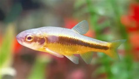 19 Most Popular Types of Barb Fish | Fishkeeping World