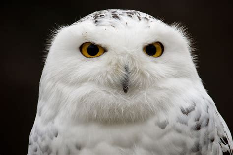 Top 140 + Owl bird or animal - Lifewithvernonhoward.com