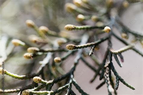 Male cones of a Cupressus lusitanica Stock Photo | Adobe Stock