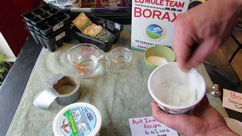 Borax Ant Killer Sugar Bait for Vegetable Gardens: Make Your Own - The ...