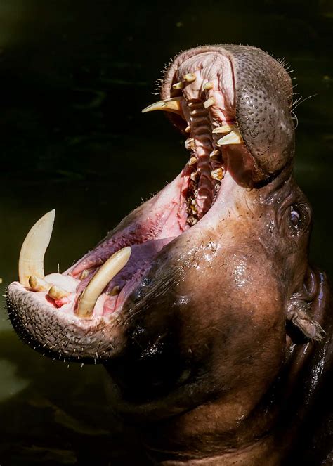 57 Huge Hippo Facts: Complete Guide to the Massive Hippopotamus ...