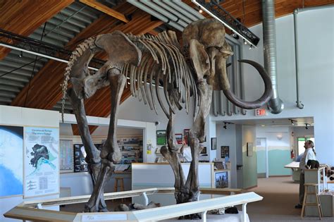 Mammoth | A mammoth skeleton on display at Yukon Beringia In… | Flickr