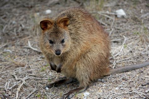 20 Fascinating Facts About Quokkas - Animal Hype