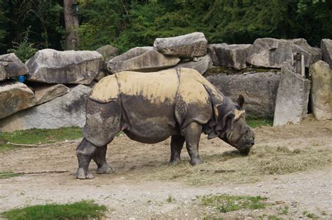 gray rhino free image | Peakpx