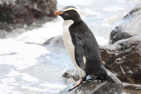 Penguins, Animals