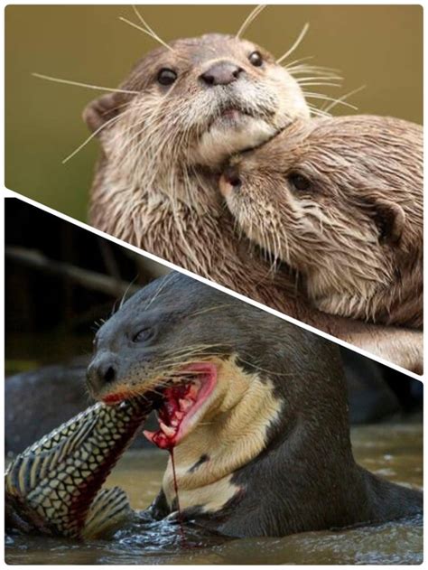 [最新] amazon river otter next to human 239311 - Gambarsaex6a