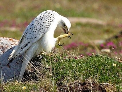 Gyrfalcon, Identification, All About Birds - Cornell Lab of Ornithology