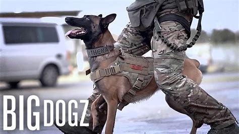 This Belgian Malinois Is Trained To A Military Standard | BIG DOGZ ...