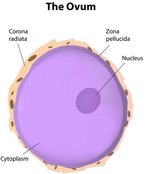 ️ Mature ovum. Oocyte Development During the Reproductive Cycle. 2019-03-03