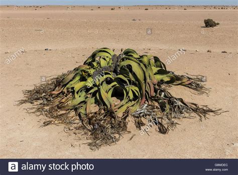 The National Flower of Namibia Stock Photo: 108629092 - Alamy