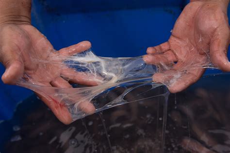 The Amazing and Practical Uses of Hagfish Slime