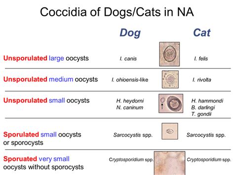 What Are The Symptoms Of Coccidia In Puppies